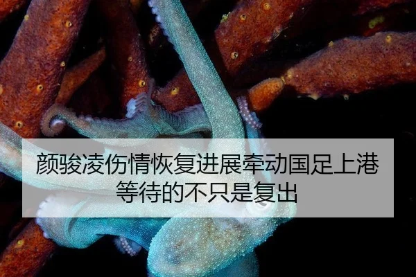 颜骏凌伤情恢复进展牵动国足上港 等待的不只是复出
